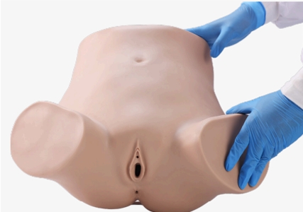 Diagnostic Curettage Training Model