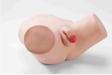 Male STD Examination Model
